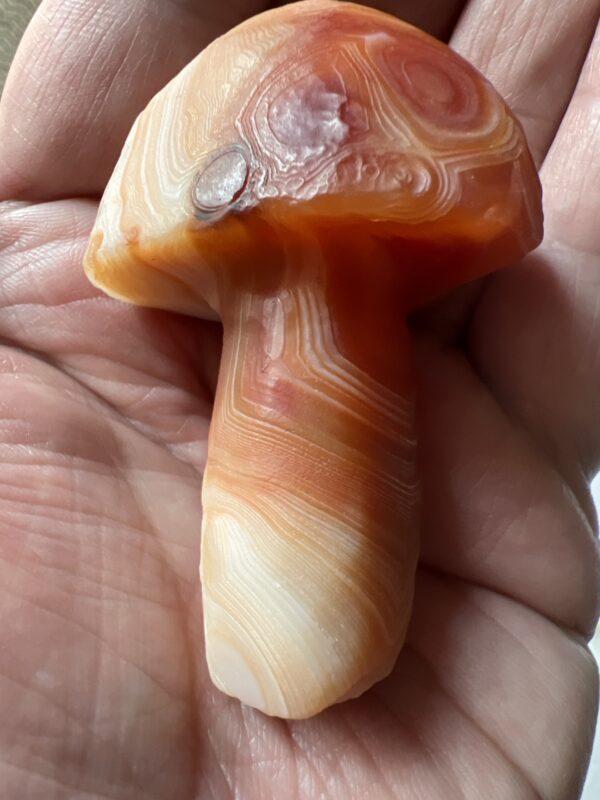 Gobi Eye Agate Mushrooms (Orange)